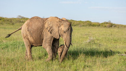 Fototapeta na wymiar Elephant ( Loxodonta Africana) with a calf grazing, Mara Naboisho Conservancy, Kenya.