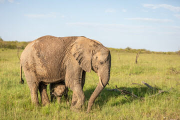 Naklejka na ściany i meble Elephant calf ( Loxodonta Africana) seeking safety at her mother, Mara Naboisho Conservancy, Kenya.