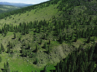 Aerial view of a green mountain landscape sprawling beautiful coniferous forest.