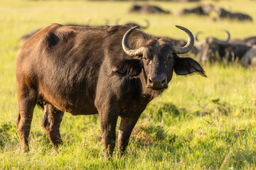 Portrait of a female cape buffalo ( Syncerus caffer), Mara Naboisho Conservancy, Kenya.