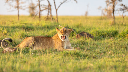 Naklejka na ściany i meble Lioness ( Panthera Leo Leo) eating a mongoose, Mara Naboisho Conservancy, Kenya.
