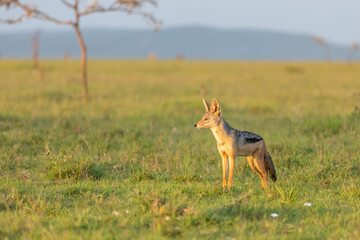 Black-backed jackal (Canis mesomelas) enjoying the african sunset, Mara Naboisho Conservancy, Kenya.
