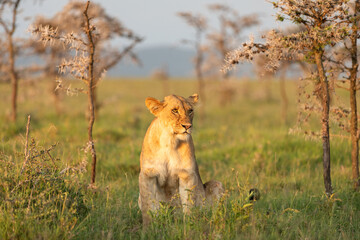 Lioness ( Panthera Leo Leo) enjoying the beautiful african sunset, Mara Naboisho Conservancy, Kenya.