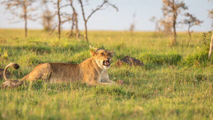 Lioness ( Panthera Leo Leo) eating a mongoose, Mara Naboisho Conservancy, Kenya.