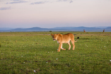 Lioness ( Panthera Leo Leo) on a hunt, Mara Naboisho Conservancy, Kenya.