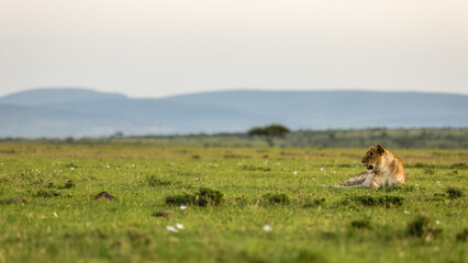 Lioness ( Panthera Leo Leo) enjoying the beautiful african sunset, Mara Naboisho Conservancy, Kenya.
