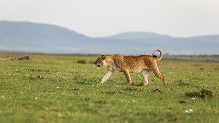 Naklejka na ściany i meble Lioness ( Panthera Leo Leo) on a hunt, Mara Naboisho Conservancy, Kenya.
