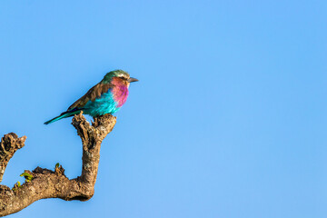 Lilac-breasted roller (Coracias caudatus) with a colorful plumage, Mara Naboisho Conservancy, Kenya.