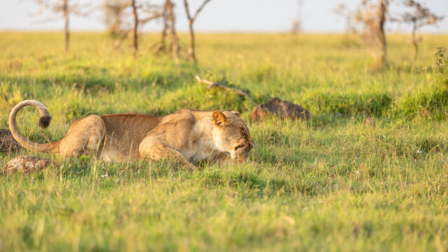 Lioness ( Panthera Leo Leo) eating a mongoose, Mara Naboisho Conservancy, Kenya.