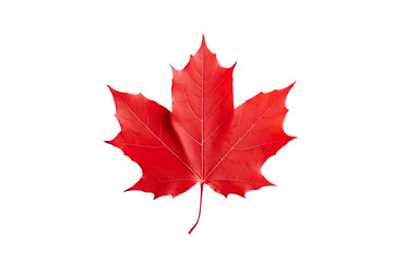 Red maple leaf isolated on white