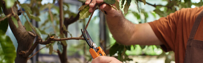 cropped banner of gardener cutting branches of plants with gardening scissors in greenhouse