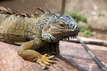 Iguanas in Mexico