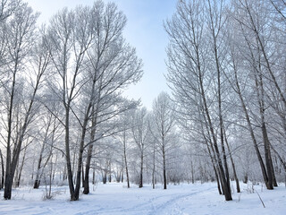 Panoramic view of the winter forest covered with frost.