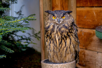 
Close-up of a beautiful young bird of prey looking for food, taken in Germany on a sunny day. 