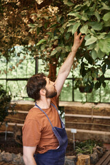 Naklejka na ściany i meble good looking and bearded gardener in denim apron examining fresh leaves of plants in greenhouse