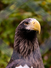 
Close-up of a beautiful young bird of prey looking for food, taken in Germany on a sunny day. 