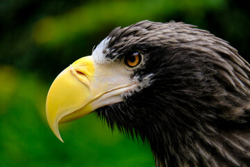 
Close-up of a beautiful young bird of prey looking for food, taken in Germany on a sunny day. 