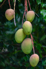mango on a tree