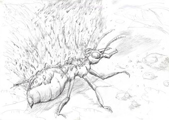 Exploding ant in the wood freehand drawing by pencil.