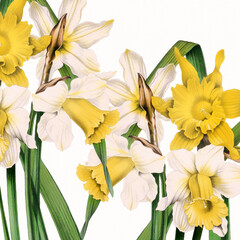 Floral design. Daffodil Flowers. Digital floral watercolor vibes on textured white.