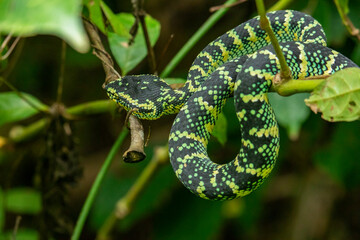 Wagleri's Viper (Tropidolaemus wagleri) in the forest	