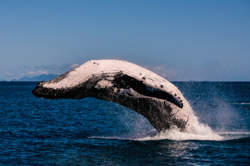 A Humpback Whale breaching in the Whitsundays Queensland Australia