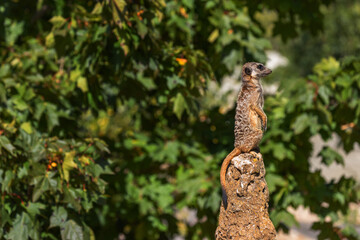 Suricata suricatta - A meerkat sitting on a narrow long trunk and guarding the trunk against danger. Beautiful bokeh.