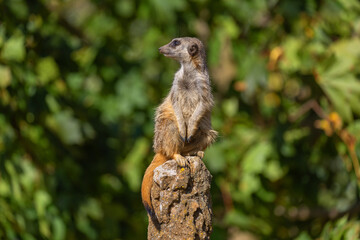 Suricata suricatta - A meerkat sitting on a narrow long trunk and guarding the trunk against danger. Beautiful bokeh.
