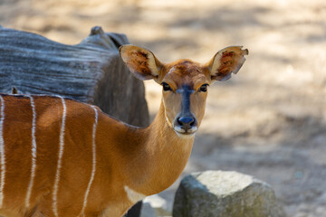 Tragelaphus angasii, lowland nyala - front view beautiful eyes.