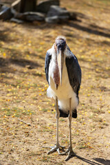 Leptoptilos - stork-like bird standing head-on on grass with wings slightly spread