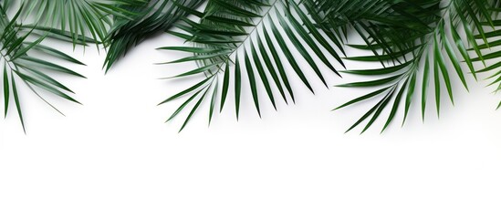 Fototapeta na wymiar Green palm leaf copy space white background. AI generated