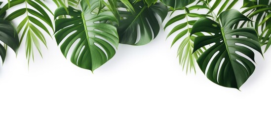 Fototapeta na wymiar Monstera and Palm leaves isolated copy space white background. AI generated
