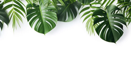 Foto auf Alu-Dibond Monstera Monstera and Palm leaves isolated copy space white background. AI generated