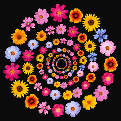 Summer composition of bright colorful summer flowers isolated on black background. Plant design for...