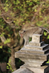 Uluwatu temple's monkey