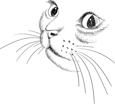 Cat vector art illustration T-shirt apparel tattoo design or outwear.  Cute print style kitten background. This hand drawing would be nice to make on the black fabric or canvas.