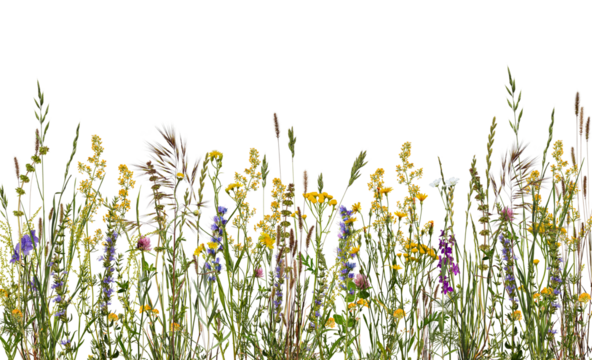 Summer composition. Wildflowers and herbs isolated on white background. Floral horizontal composition, border.