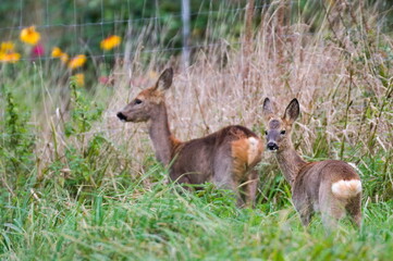Two white tailed Capreolus capreolus european roe deer just noticed photographer on a field. Early autumn, sunny day. Czech republic nature.