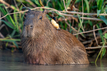 capybara in tropical Pantanal