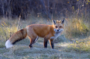 A young red fox walking through the grassy meadow in autumn.
