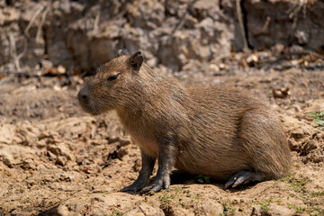 capybara in tropical Pantanal