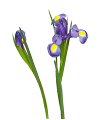 Set of purple iris flower and bud isolated on white or transparent background