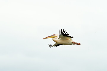 Pelicans (Pelecanidae, Pelecanus) flying with spread wings over the Danube in the Danube Delta Biosphere Reserve, Delta Dunarii near Tulcea, Wallachia, Romania, Danube Delta