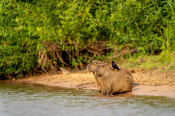 capybara in tropical Pantanal