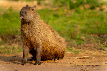 capybara in tropical Pantanal