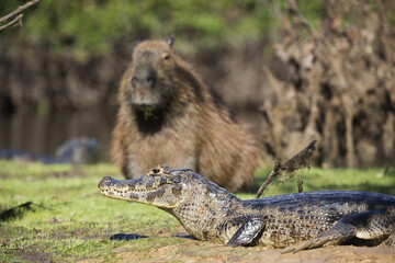 capybara in tropical Pantanal