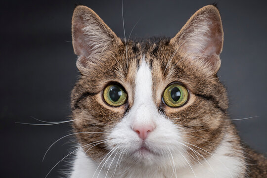Close-up portrait of a cat on a black background. Pet photo for advertising.