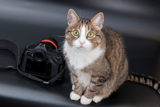 Cat with a camera on a black background. Pet photo for advertising.