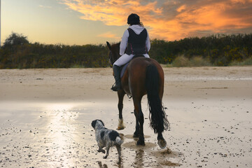 Homeward bound-girl rides her horse with her faithful spaniel dog trotting along side at sunset on...