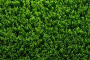 Crédence de cuisine en verre imprimé Herbe Artificial grass background, top view